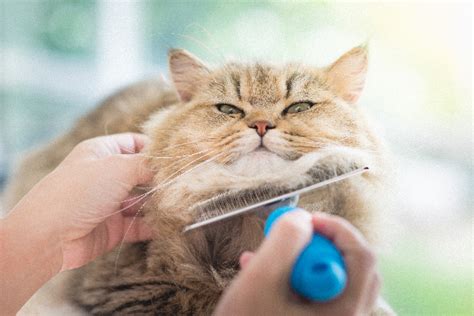 5 Cat Grooming Tips For A Purrfect Kitty - Factual Facts - Facts about the world we live in