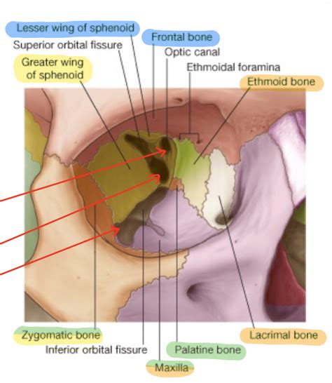 Diagram of Label the Bony Orbit | Quizlet