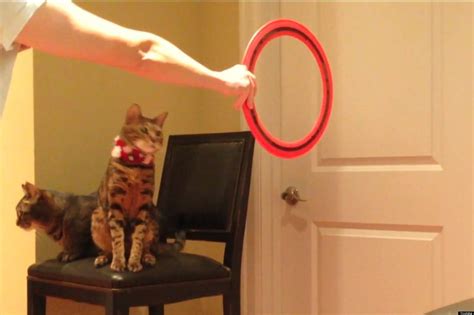 9 Cute Cats Doing Tricks (VIDEOS)