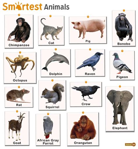 Smartest Animals – Facts, List, Pictures