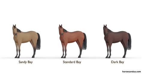 The shades of the Bay horse | Horse coat colors, Horses, Bay horse