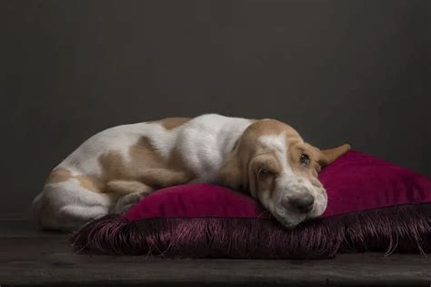 How much do Basset Hounds sleep – Basset Hound sleeping habits - Bark How