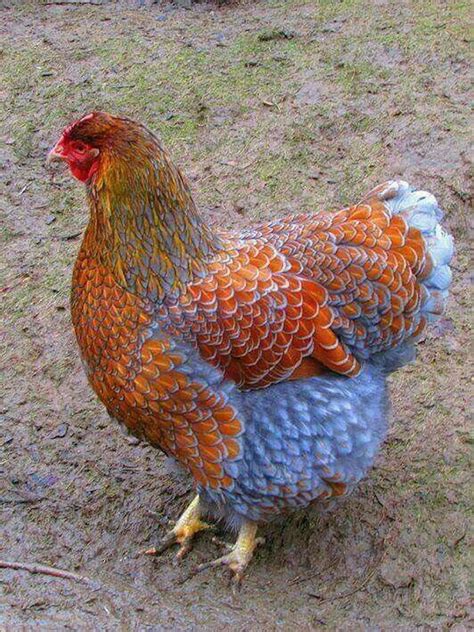 Colorful Blue-laced red Wyandotte hen. | Uccelli da compagnia, Razze di ...