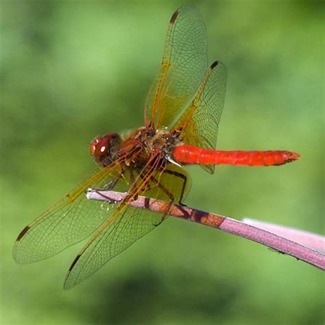 Red Dragonfly - Learn About Nature