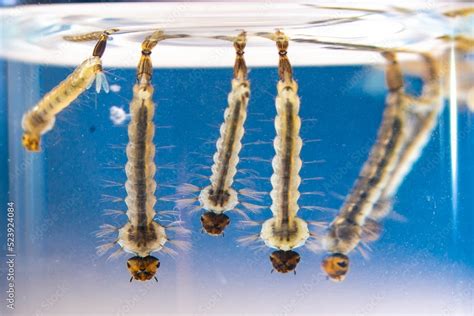 Asian tiger mosquito larvae in water alive, Aedes albopictus Stock ...