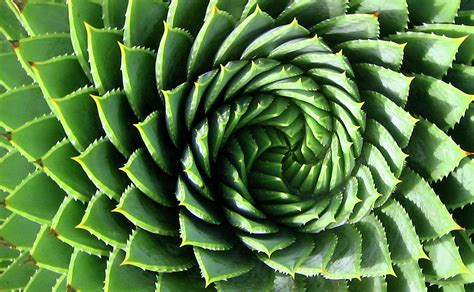 Spiral Plant Photograph by Marcus Best