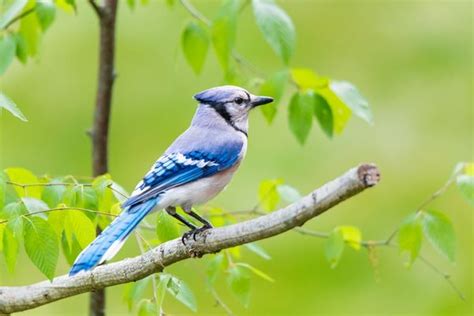 Decoding Blue Jay Sounds: Why do blue jays squawk?