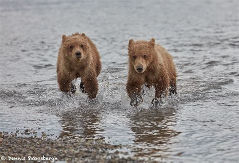 6867 Kodiak Bear Cubs, Katmai National Park, Alaska - Dennis Skogsbergh PhotographyDennis ...