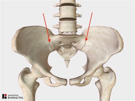 Sacroiliac Joint Pain Pregnancy