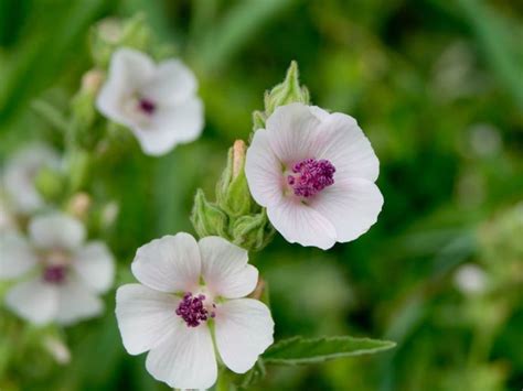 Tips & Information about Marshmallow Plant - Gardening Know How