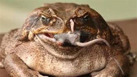 10 Facts about Cane Toads - Fact File