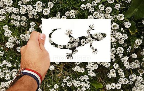 Cutter shape on white paper — natural, flower - Stock Photo | #422080000