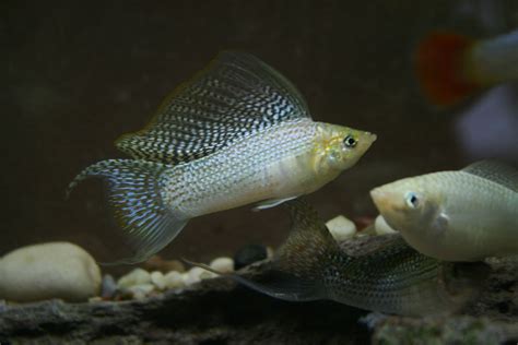 Fish Breeding, Introducing Recessive Gene - Goliad Farms