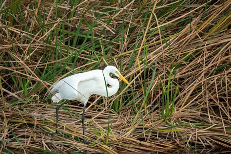 South Padre Island Birding | South Padre Island Attractions | Franke Rentals