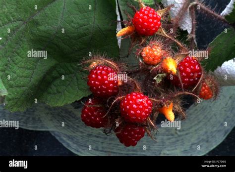 Rubus phoenicolasius (Wineberry). Edible wild fruits Stock Photo - Alamy