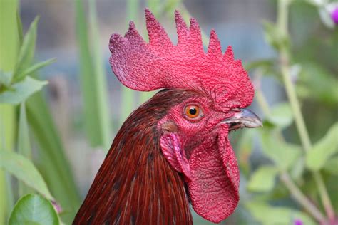 Close-up Photo of a Rooster · Free Stock Photo