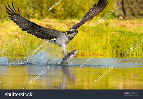 Osprey Catching Fish Stock Photo 157637741 : Shutterstock