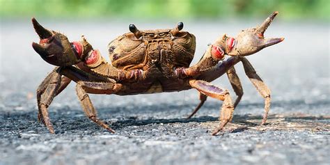 Scary But Cute Animals: How many things about crab do you know?