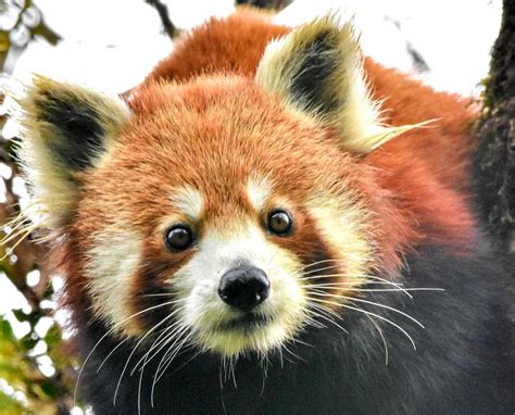 New GPS study aims to better understand Red Pandas - Red Pandazine