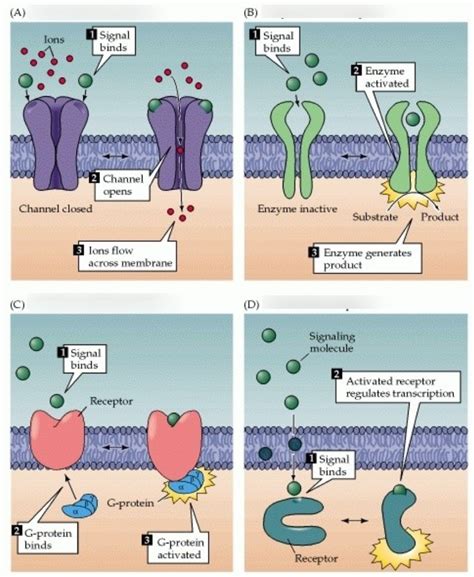 types of drug receptors Diagram | Quizlet