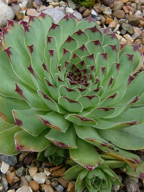 Sempervivum calcareum - Houseleek | World of Succulents