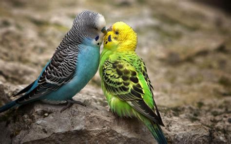 wallpapers: Love Birds Desktop Wallpapers