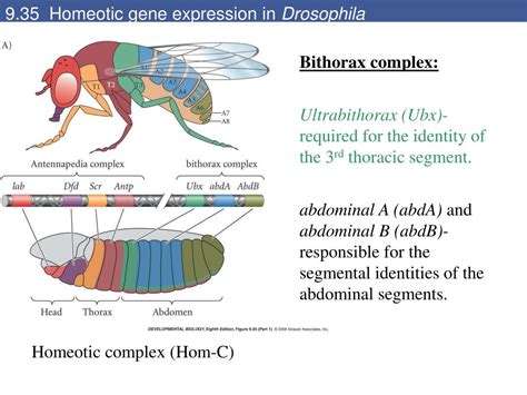 PPT - 9.35 Homeotic gene expression in Drosophila PowerPoint Presentation - ID:3945149