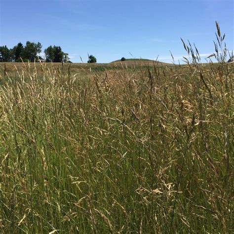 Creeping Red Fescue (Festuca rubra) - Great Basin Seeds