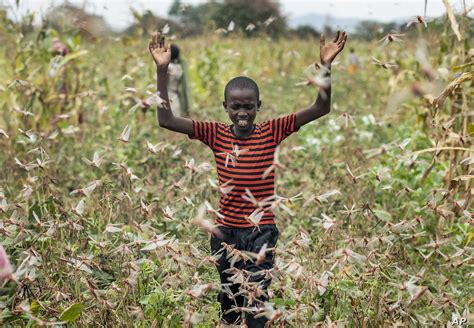 Panic as locusts finally enter Uganda - Nile Post