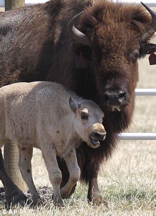 ESP: The Prophecy of White Buffalo Calf Woman