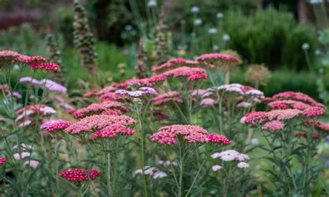 Yarrow Plants Species And Varieties: Our Top 9 - Gardender