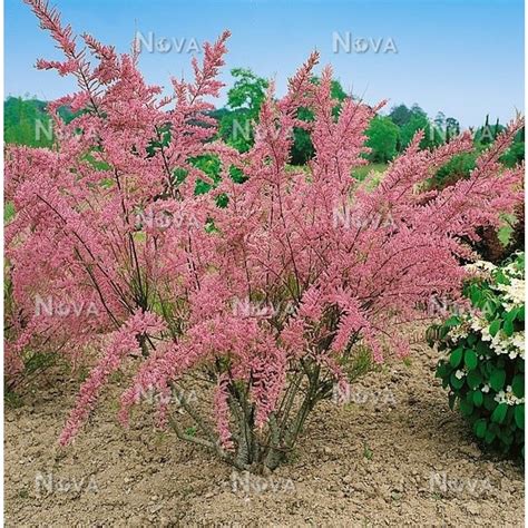 Tamarix tetrandra are deciduous shrubs or small trees of feathery effect, with minute leaves and ...