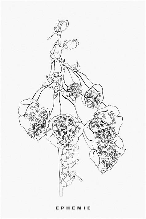 Ink line painting of a Foxglove flower. Flower Prints Art, Wall Art Prints, Flower Drawing ...