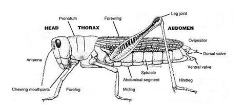 Detailed Cricket Anatomy – Guide & Diagram of Its Body Parts - Petculiars