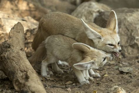 Fennec Fox Picture, Cute Fennec Fox Picture, #31042