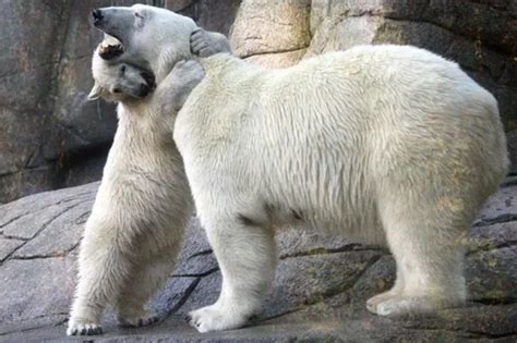 Polar bear melts hearts by hugging his mum - Mirror Online