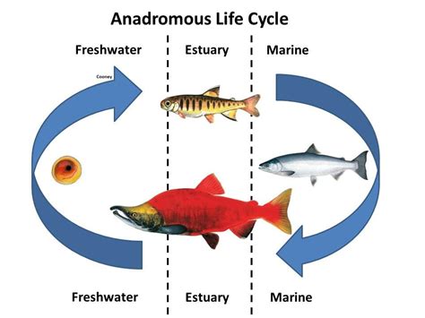 Pin on Naturalist Resources