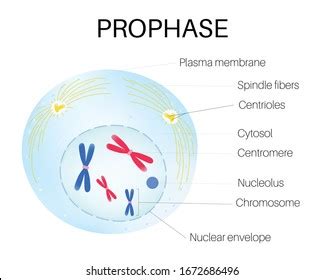 Prophase Photos, Images & Pictures | Shutterstock