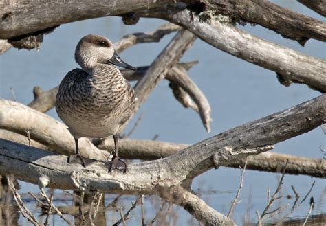 Marbled Duck | Majorca | Bird images from foreign trips | Gallery | My World of Bird Photography ...