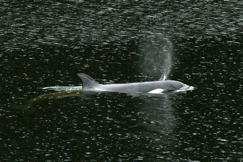 Orphan orca calf rescue attempt underway in B.C. lagoon - Maple Ridge ...