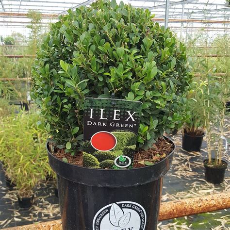 Ilex Crenata 'Dark Green' | Buy Ilex Plants Online | Delivery by Charellagardens