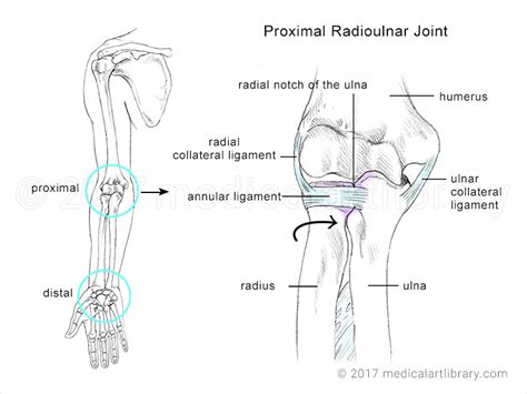 Radioulnar Joint - Medical Art Library