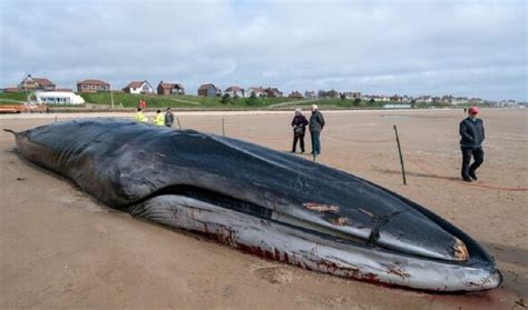 Gigantic 55ft whale found dead on major UK tourist beach | UK | News ...