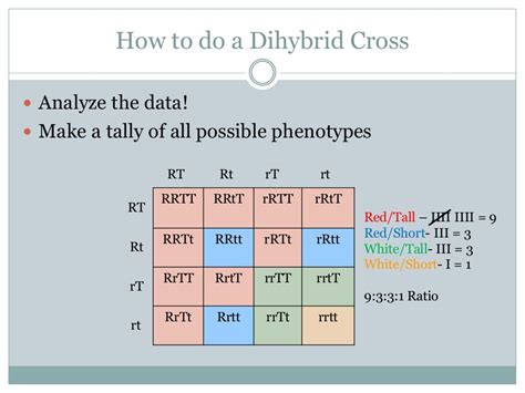 genetics - Dihybrid cross question - Biology Stack Exchange