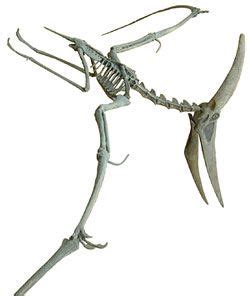 Pteranodon Skeleton | Prehistoric Creatures