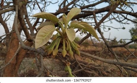 129 Mahua flowers Images, Stock Photos & Vectors | Shutterstock