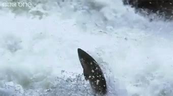 Salmon GIF - Salmon Leap Water - Discover & Share GIFs