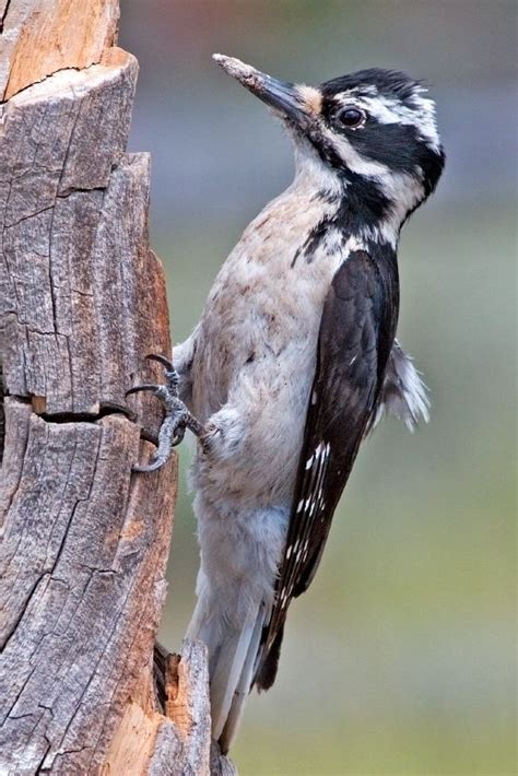 Hairy woodpecker - Alchetron, The Free Social Encyclopedia