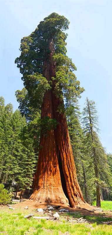 Standing Tall - Giant Sequoia Redwood Tree Sequoia National Park California Poster by Ram Vasudev