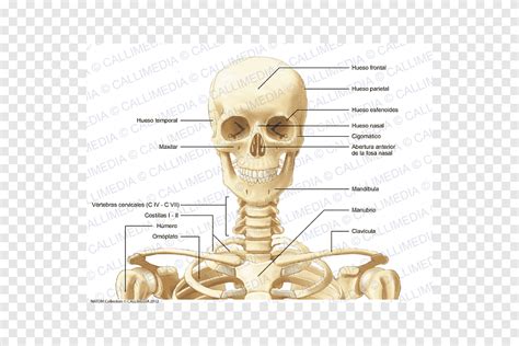 Zygomaticofacial Foramen Png Images PNGEgg, 48% OFF